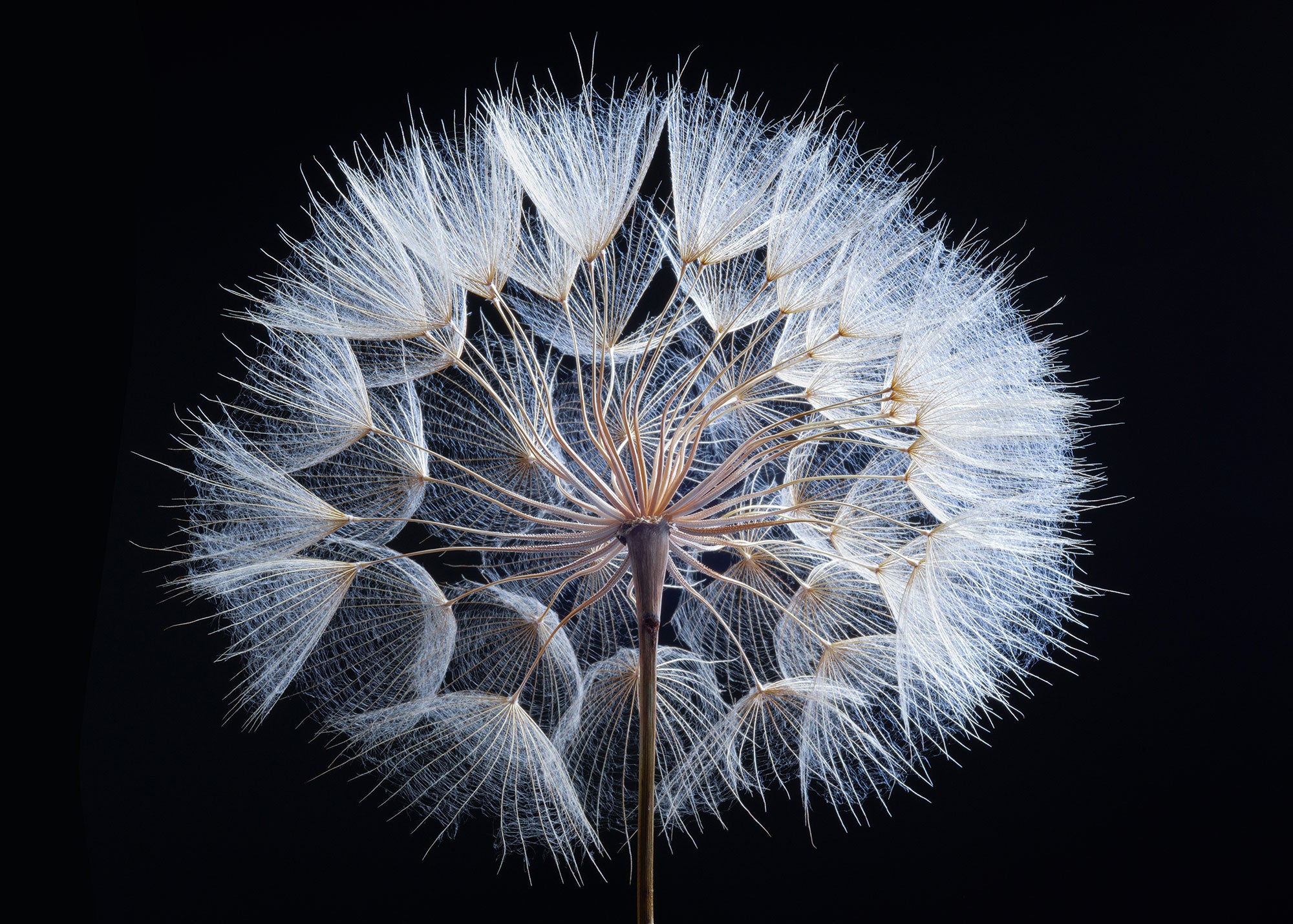 ulmer-puzzleschmiede-pusteblume-puzzle-2000-teile-l-wenzahn image 1