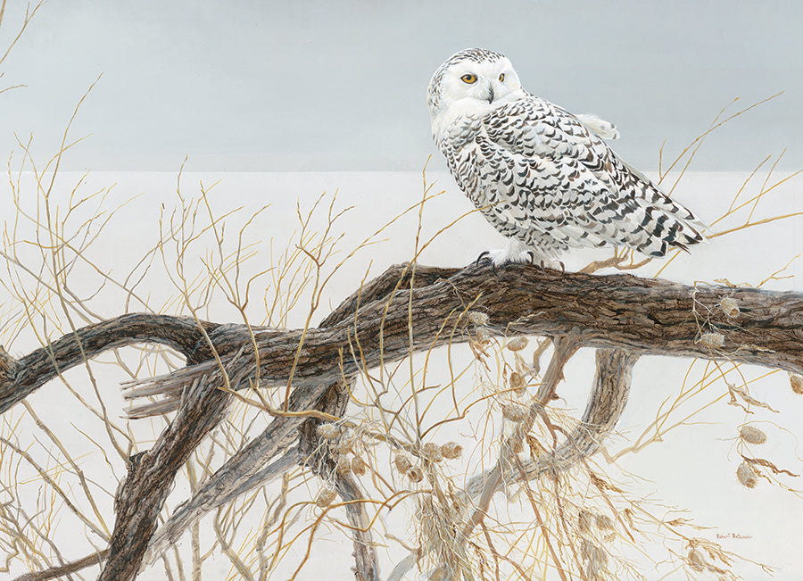 cobble-hill-500-piece-fallen-willow-snowy-owl-puzzle-eule image 2