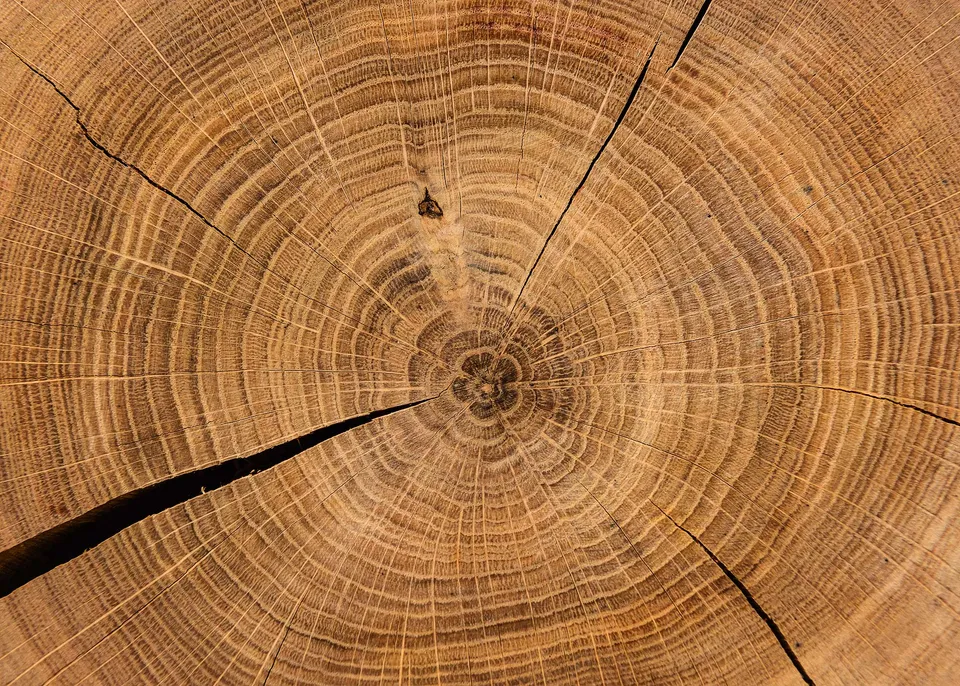 ulmer-puzzleschmiede-holzchronik-impossible-puzzle-2000-holzringe image 1