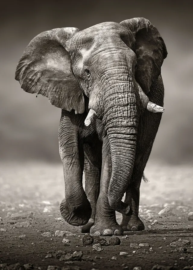ulmer-puzzleschmiede-der-wanderer-puzzle-2000-teile-elefant image 1