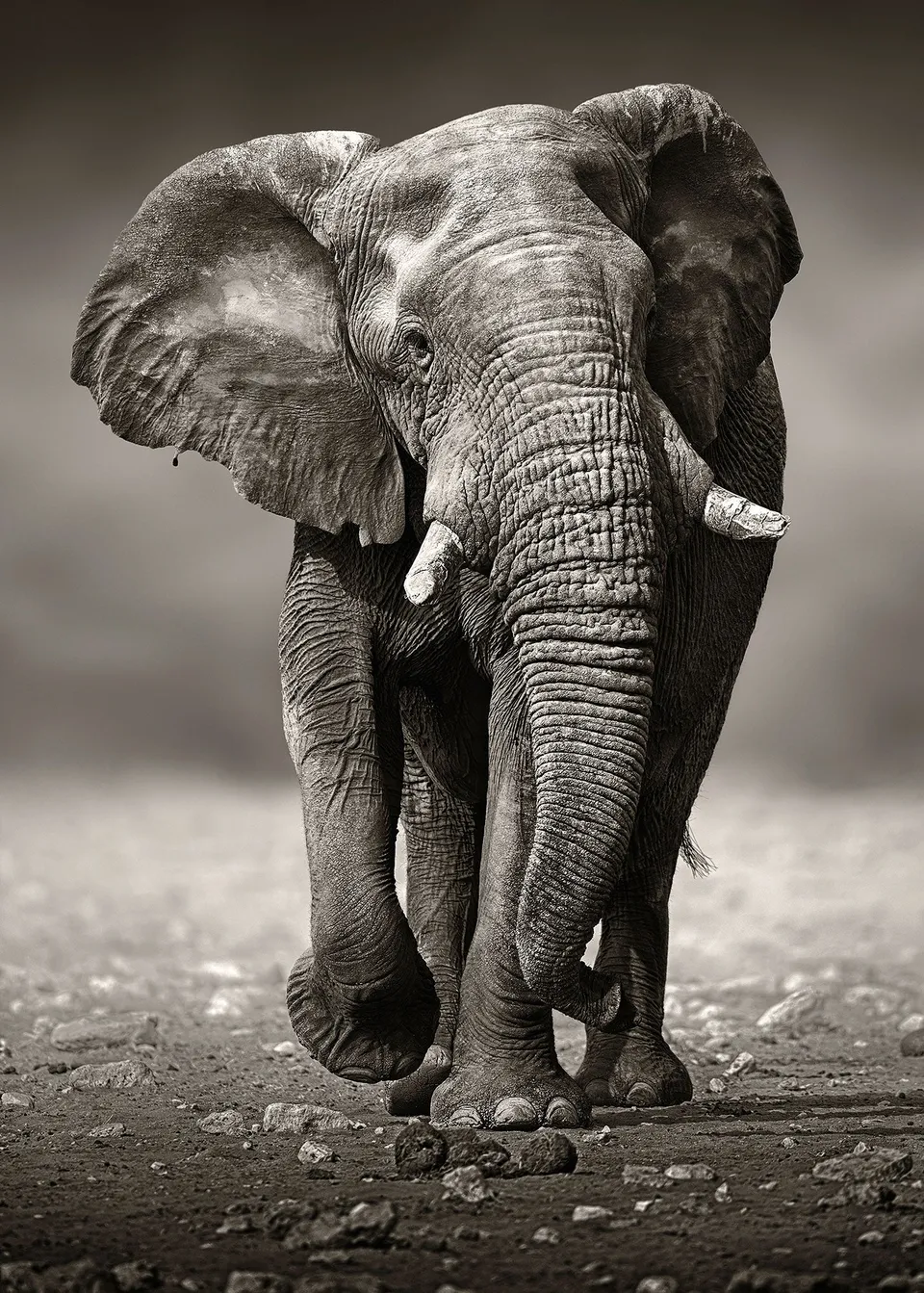 ulmer-puzzleschmiede-der-wanderer-puzzle-2000-teile-elefant image 1