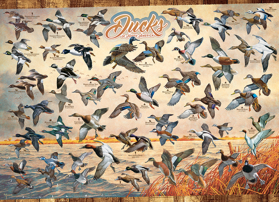 cobble-hill-1000-piece-ducks-of-north-america-puzzle-1000-teile image 2