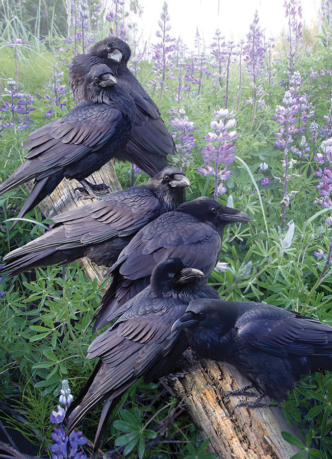 cobble-hill-1000-piece-raven-rendezvous-puzzle-1000-teile-raben image 2