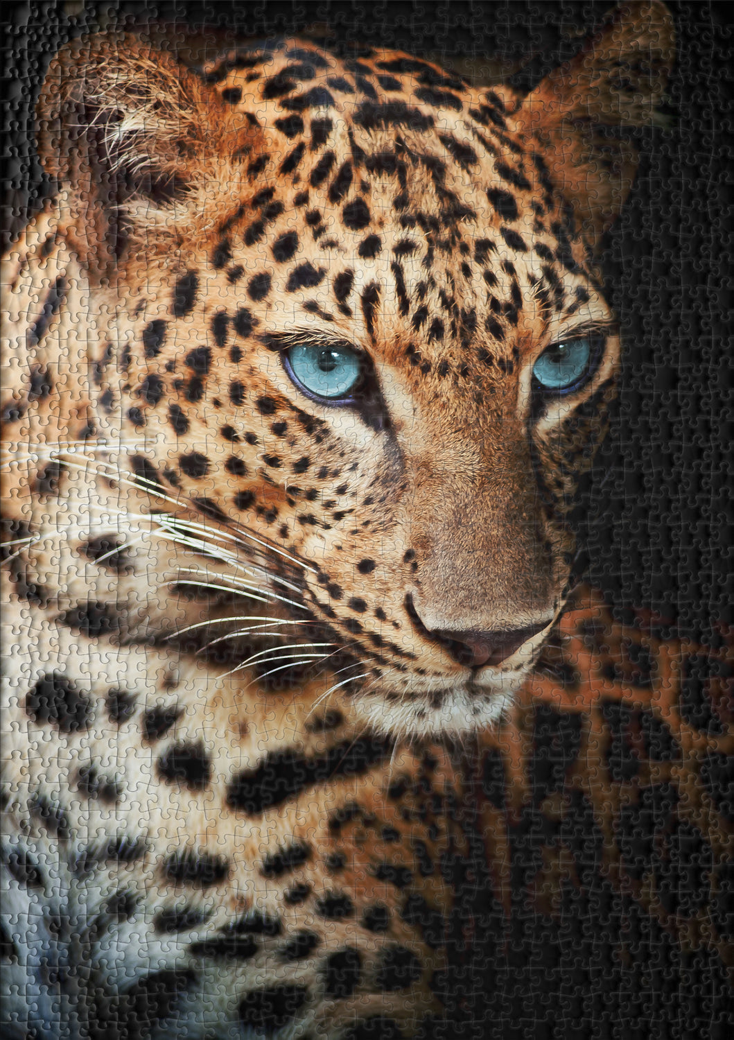 ulmer-puzzleschmiede-leopard-puzzle-1000-teile-tierportrait image 2