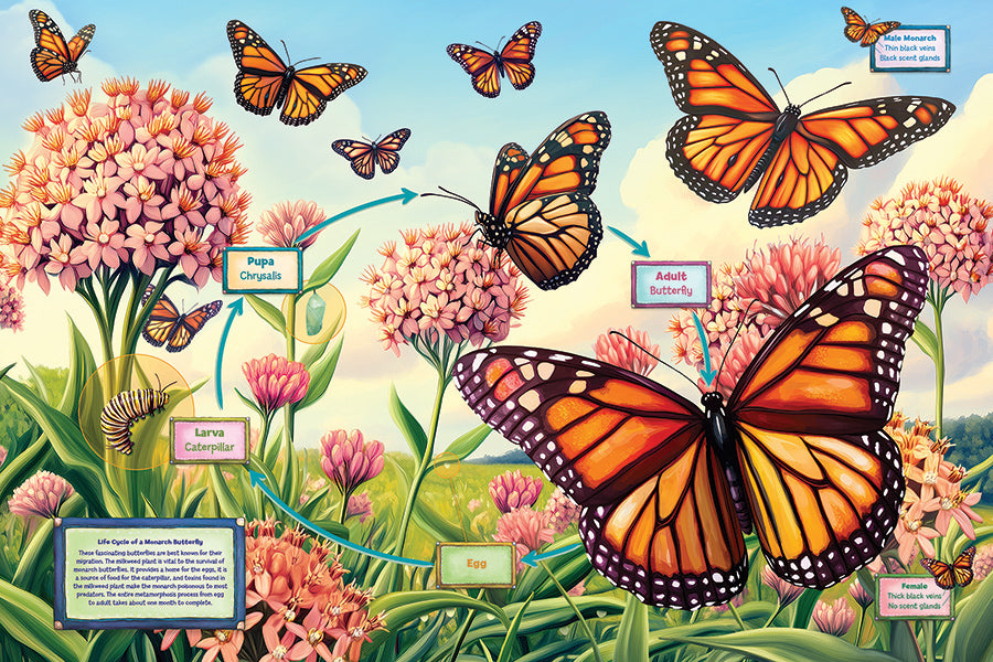 cobble-hill-floor-puzzles-life-cycle-monarch-puzzle-35-teile image 2