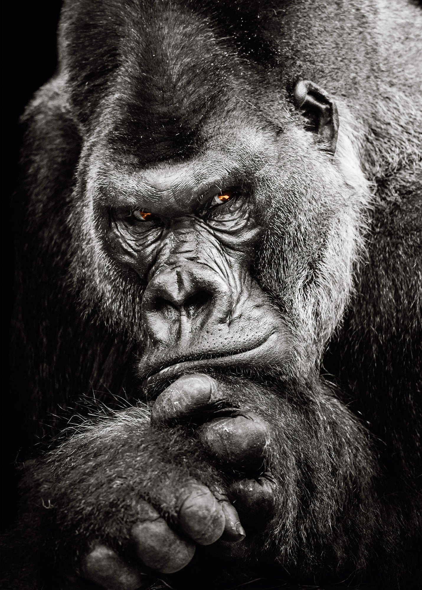 ulmer-puzzleschmiede-silberr-cken-puzzle-2000-teile-gorilla image 1
