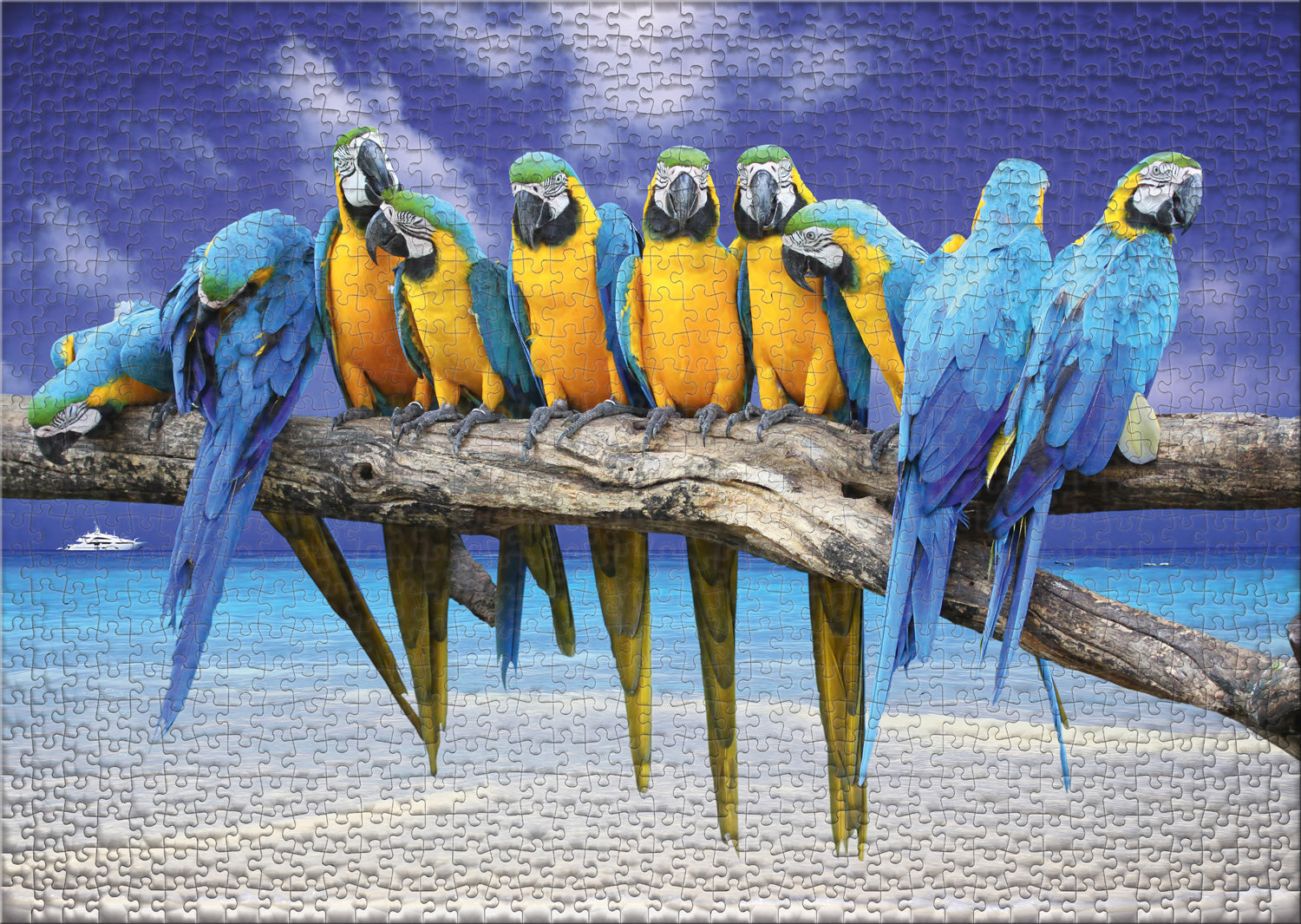 ulmer-puzzleschmiede-ausflug-ans-meer-puzzle-1000-teile-papagei image 2