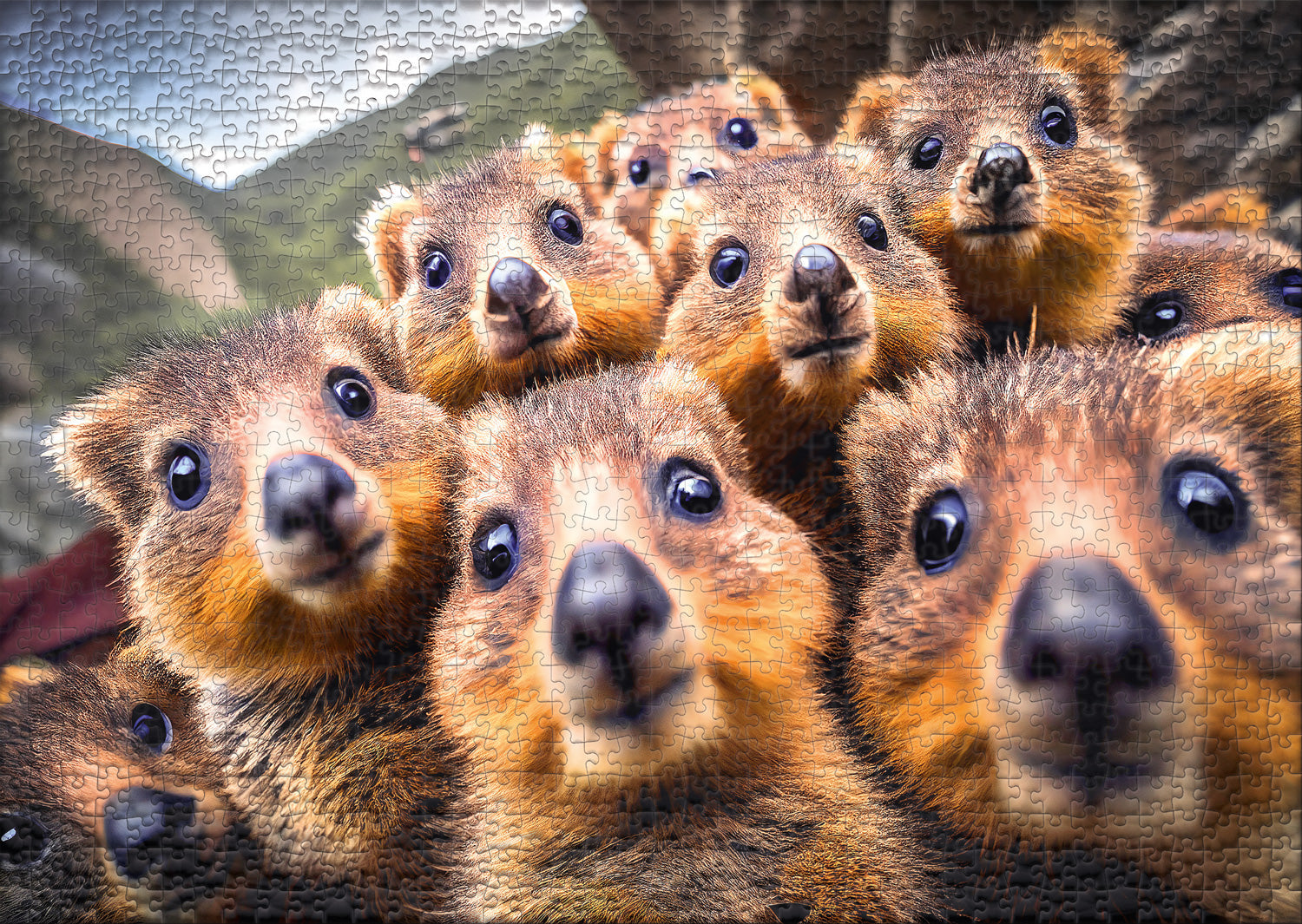 ulmer-puzzleschmiede-gangs-of-australia-1000-teile-puzzle-quokka image 2