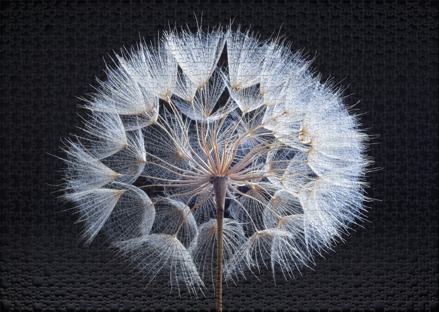 ulmer-puzzleschmiede-pusteblume-1000-teile-puzzle-blume image 2