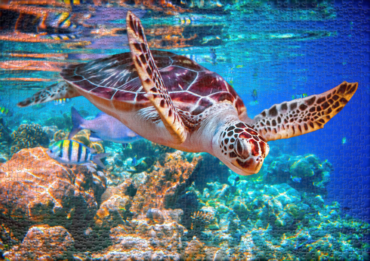 ulmer-puzzleschmiede-meeresschildkr-te-puzzle-1000-teile-unterwasser image 2