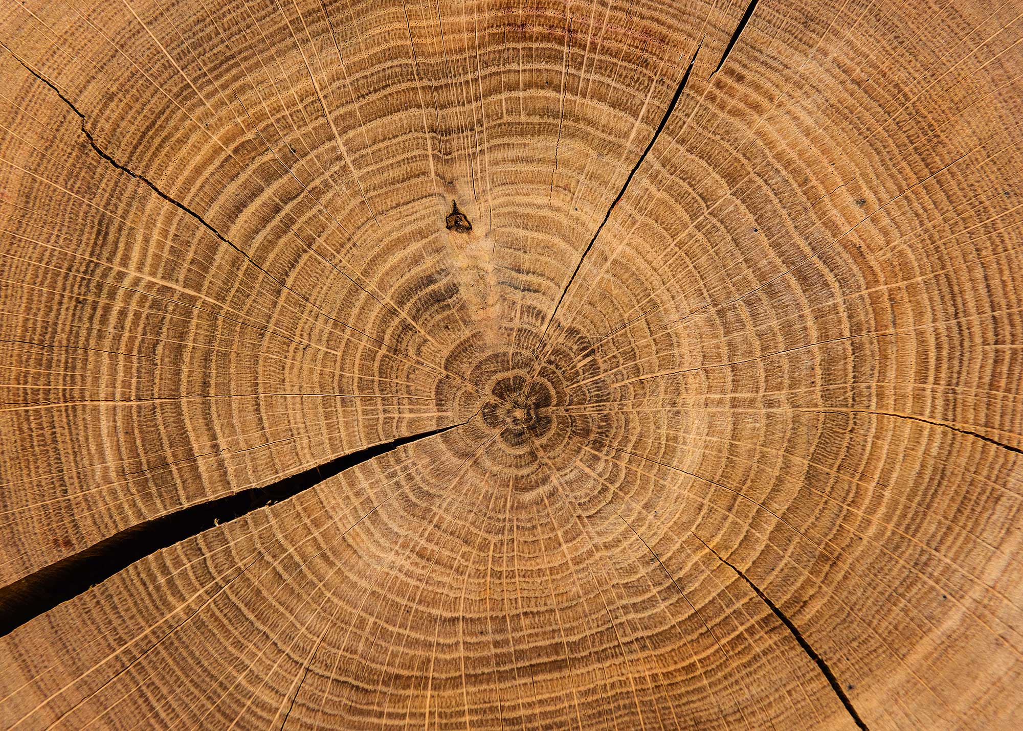 ulmer-puzzleschmiede-holzchronik-impossible-puzzle-2000-holzringe image 1