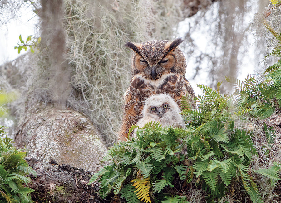 cobble-hill-1000-piece-great-horned-owl-puzzle-1000-teile image 2