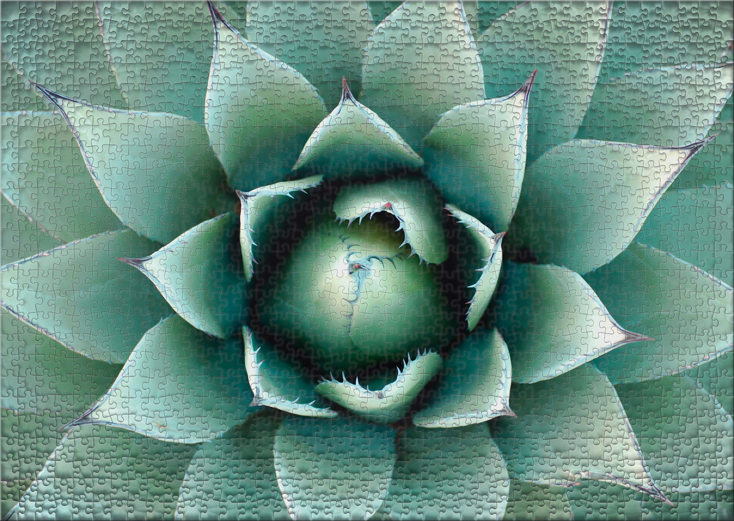 ulmer-puzzleschmiede-agave-puzzle-1000-teile-pflanze image 2