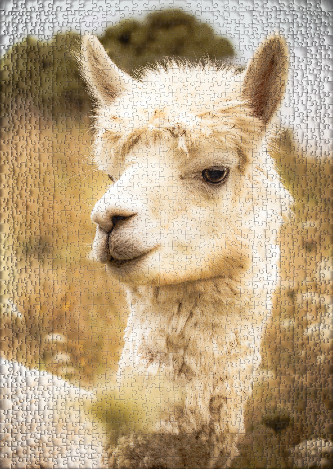 ulmer-puzzleschmiede-puzzle-1000-teile-wei-es-alpaka-tiere image 2
