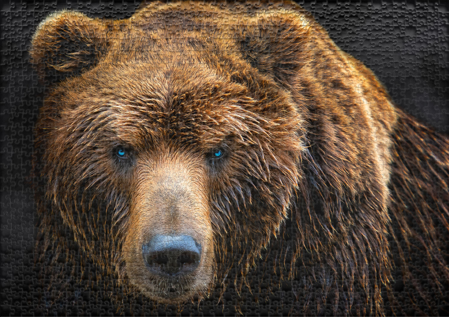 ulmer-puzzleschmiede-grizzly-puzzle-1000-teile-b-r-braunb-r image 2
