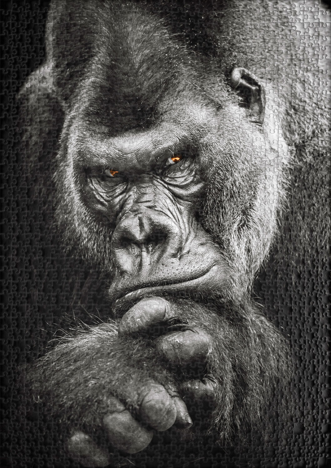 ulmer-puzzleschmiede-silberr-cken-puzzle-1000-teile-gorilla image 2