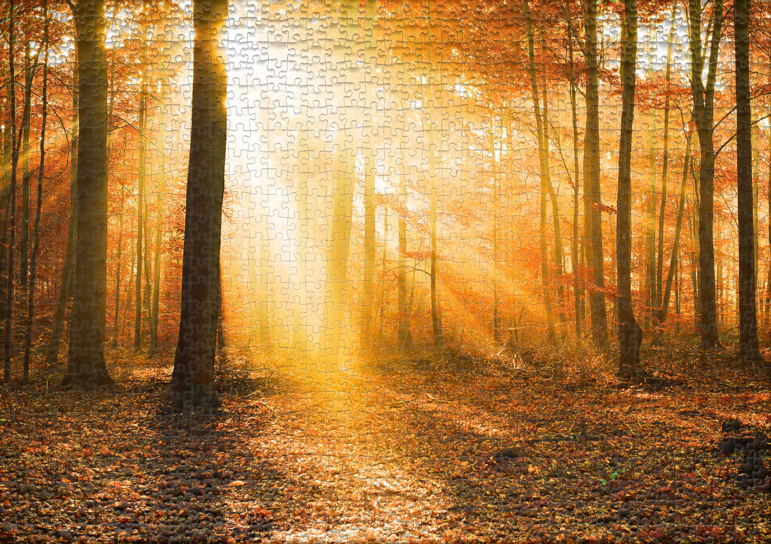 ulmer-puzzleschmiede-puzzle-1000-teile-goldener-herbstwald-natur image 2