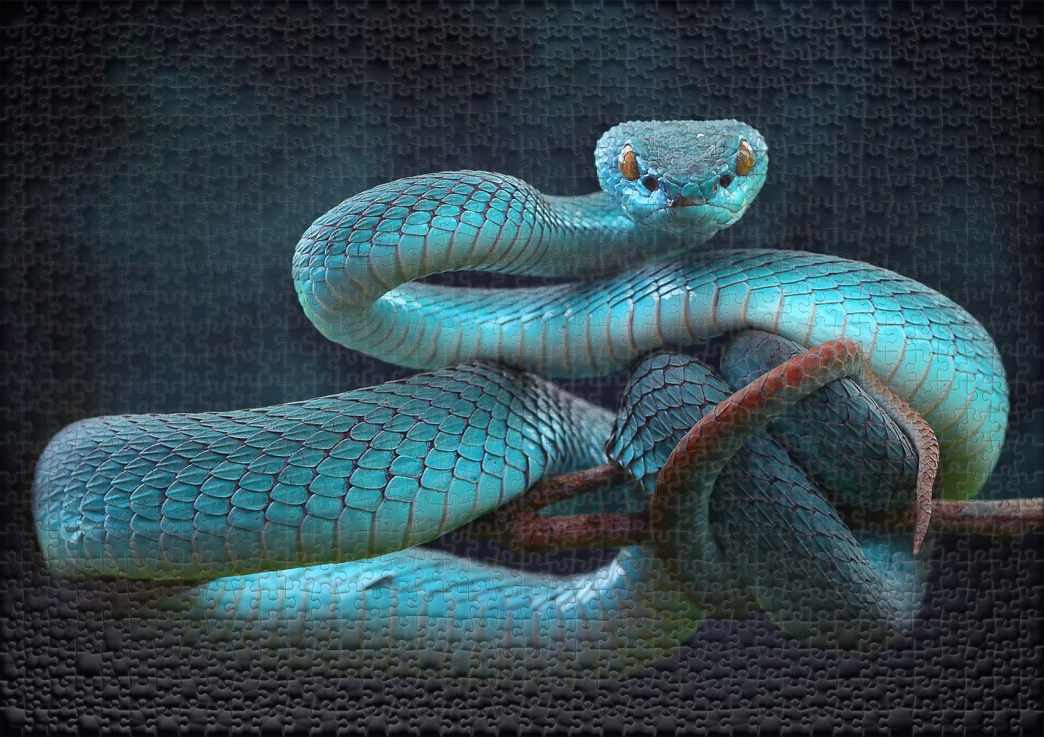 ulmer-puzzleschmiede-schlangentraum-puzzle-1000-teile-viper image 2