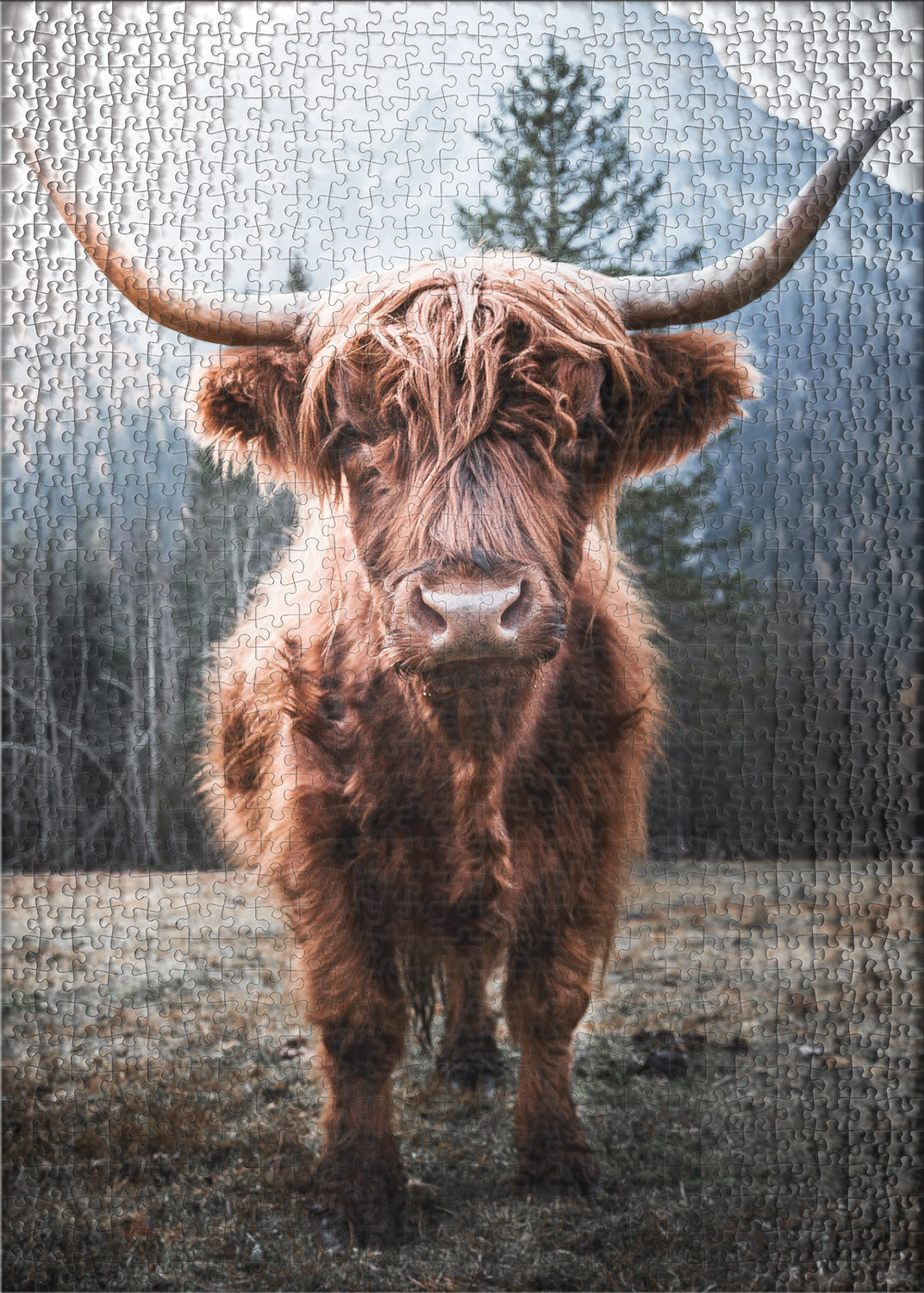 ulmer-puzzleschmiede-puzzle-500-teile-hochland-rind-tier image 2