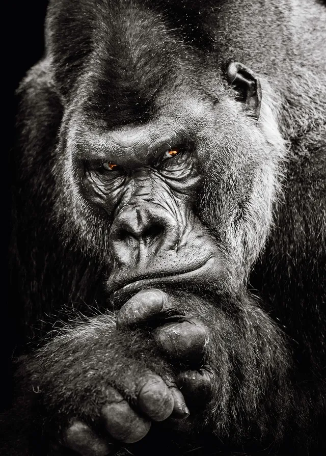 ulmer-puzzleschmiede-silberr-cken-puzzle-2000-teile-gorilla image 1