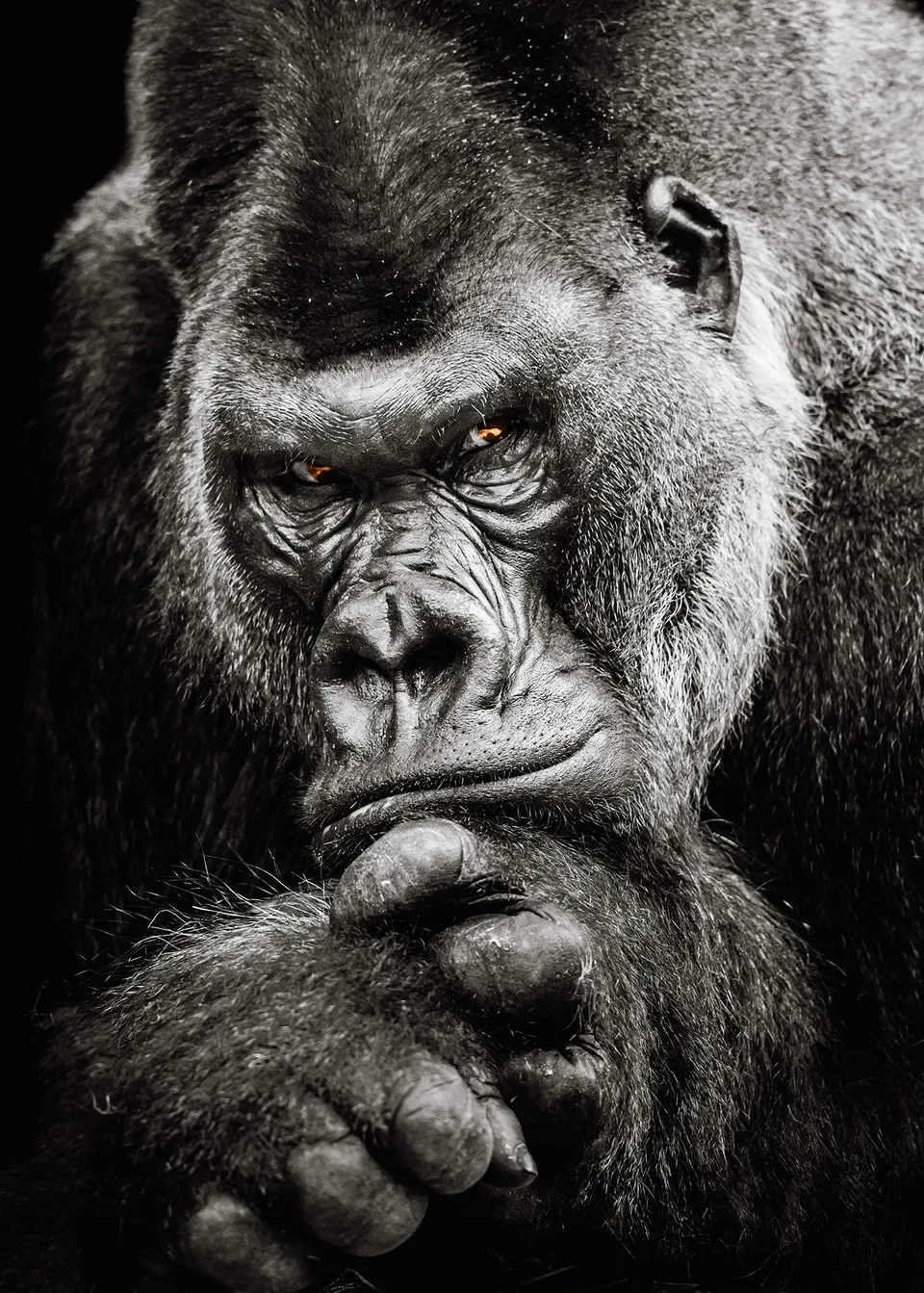 ulmer-puzzleschmiede-silberr-cken-puzzle-2000-teile-gorilla image 1