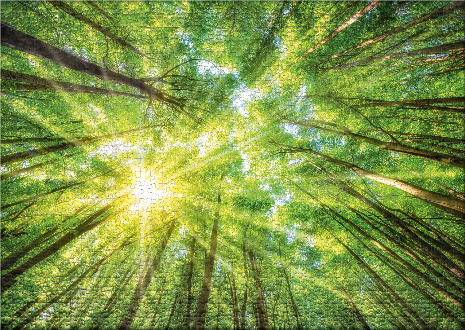 ulmer-puzzleschmiede-licht-und-schatten-puzzle-1000-teile-wald image 2