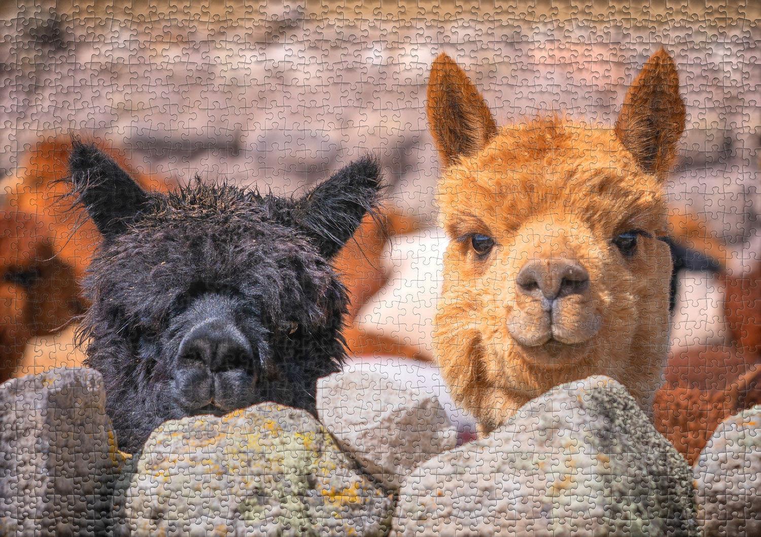 ulmer-puzzleschmiede-puzzle-1000-teile-alpaka-puzzle-anden image 2