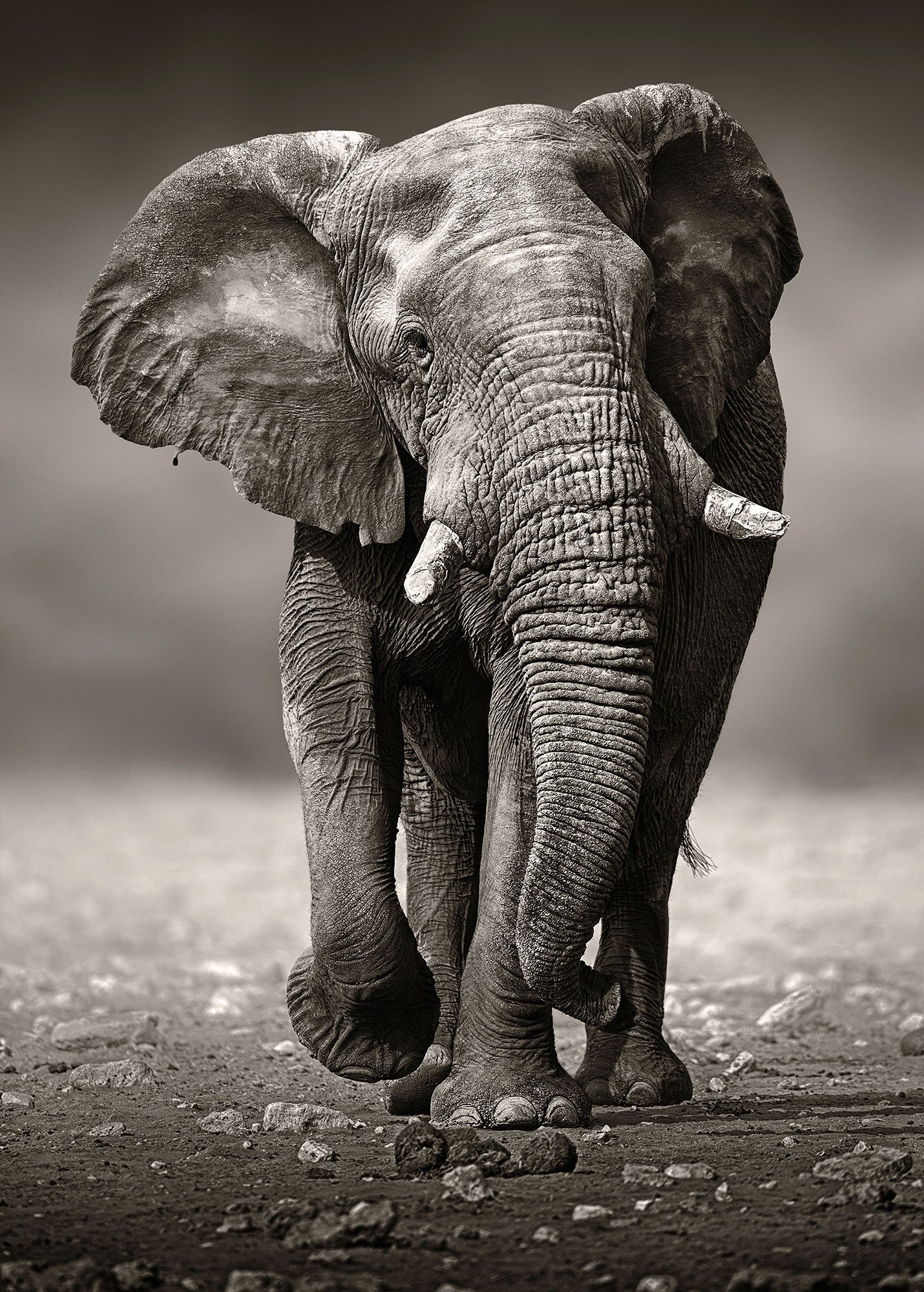 ulmer-puzzleschmiede-der-wanderer-puzzle-2000-teile-elefant image 1