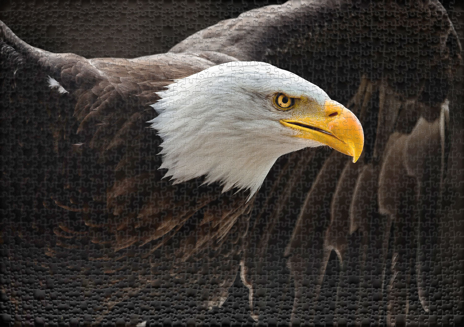 ulmer-puzzleschmiede-der-seeadler-puzzle-1000-teile-adler image 2