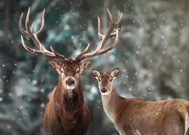 ulmer-puzzleschmiede-draussen-zu-zweit-puzzle-2000-teile-hirsch image 1
