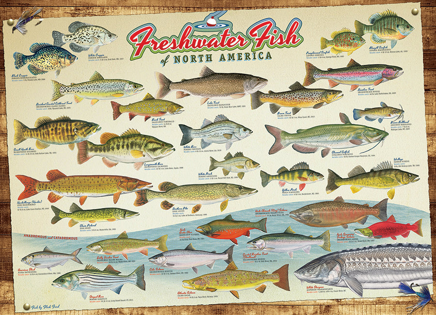 cobble-hill-1000-piece-freshwater-fish-puzzle-1000-teile-fische image 2