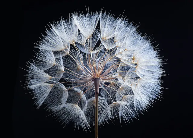 ulmer-puzzleschmiede-pusteblume-puzzle-2000-teile-l-wenzahn image 1